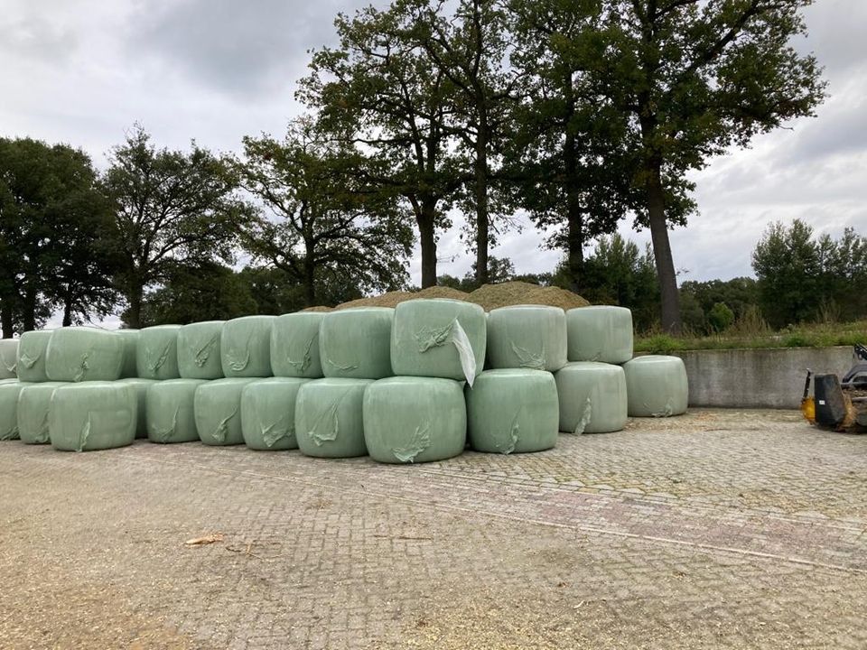 Maisrundballen,Maissilage,Mais,Silomais,Silage, Silageballen, in Laer