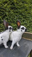 Kaninchen zu verkaufen Niedersachsen - Aurich Vorschau