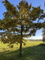 Baumfällung im Garten, Baum, Problembaum, hecke, Gartenarbeit Bayern - Marktoberdorf Vorschau