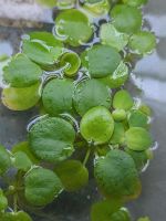 Limnobium laevigatum  Froschiss Schwimmpflanzen Bd frei Pflanze A Thüringen - Heilbad Heiligenstadt Vorschau