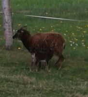 Soay Böcke Schafe aus 2023 Rheinland-Pfalz - Mammelzen Vorschau