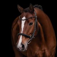 Kieffer Trensenzaum / Gebissloser Zaum Ultrasoft® Ava ♥️ Sachsen - Krostitz Vorschau