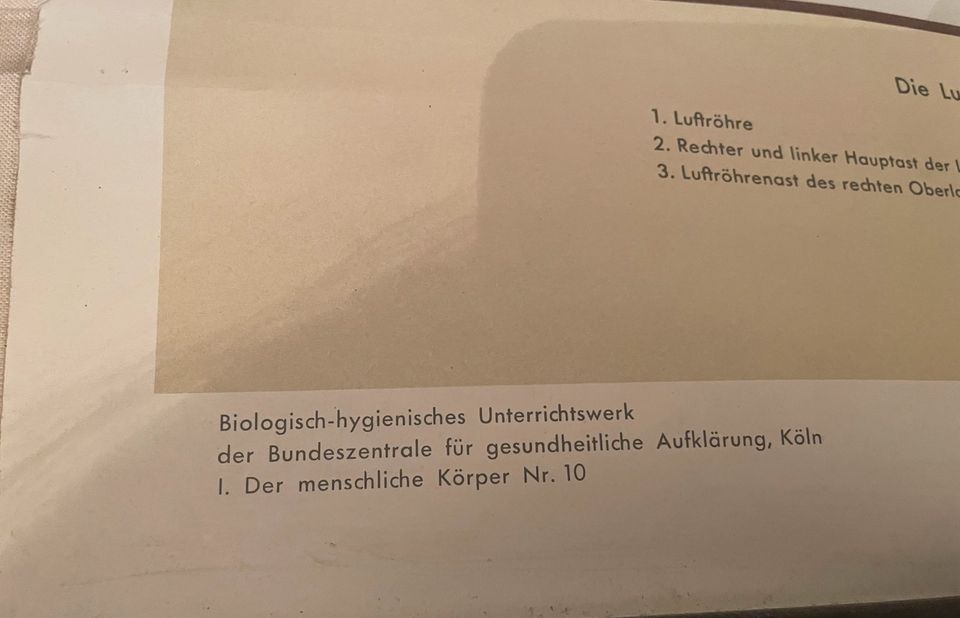Alte Rollkarte 2 Wandkarten Schulkarten Lehrtafel Anatomie Organe in Reichenbach (Vogtland)