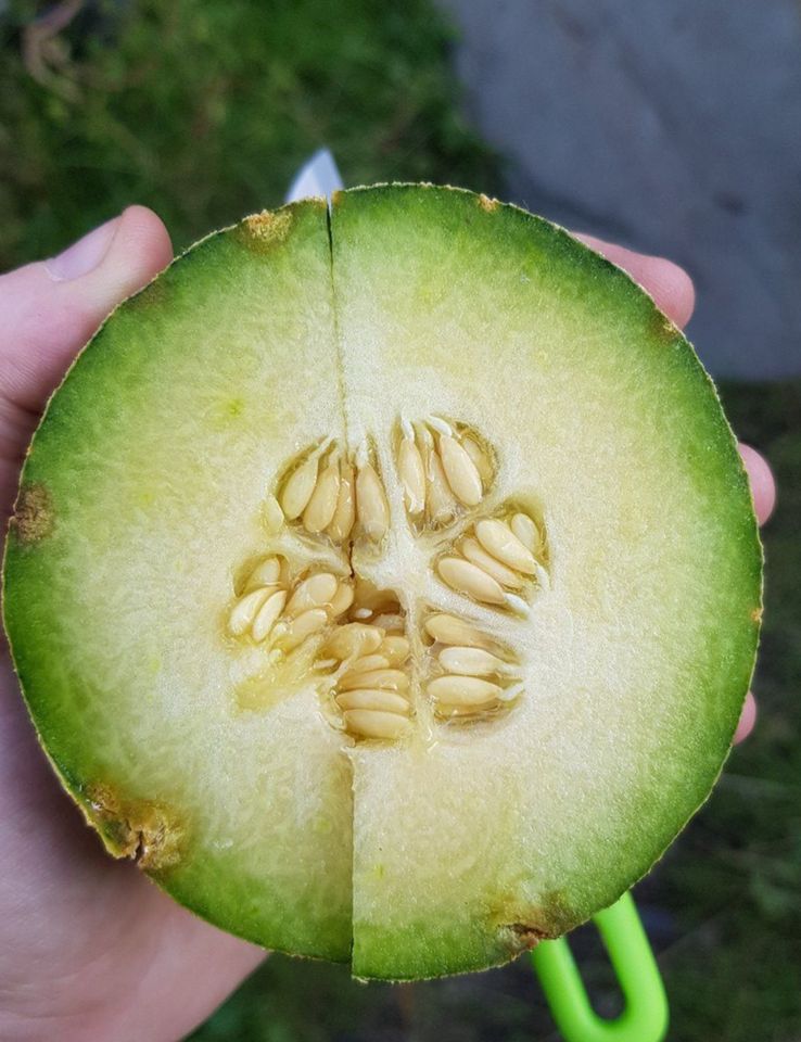 Cantaloup Melone, Zuckermelone Samen Saatgut in Bad Blankenburg