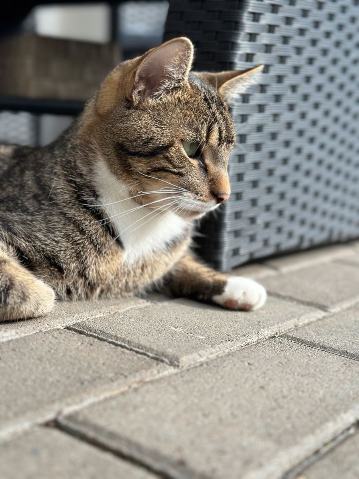 Katze vermisst in Leipzig-Lindenthal in Leipzig