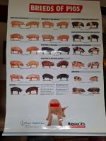 Poster Schweinerassen (Breeds of pigs, Bild) Nordrhein-Westfalen - Hamm Vorschau