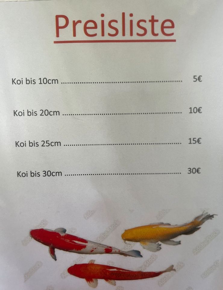 Koi Karpfen in Schönau Niederbay