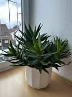 Aloe Vera Sukkulente Kaktus Nordrhein-Westfalen - Bergisch Gladbach Vorschau