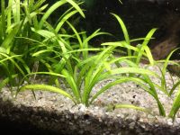 Grasartige Vallisneria Valisneria Aquarium Pflanzen Rheinland-Pfalz - Oberirsen Vorschau