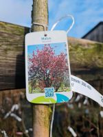 Spalier Zieräpfel 350-375cm u kirschlorbeer Heckenpflanze Niedersachsen - Edewecht Vorschau