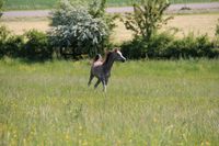 Jährlingshengst Vollblutaraber Bayern - Polsingen Vorschau