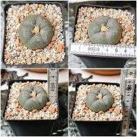 Lophophora williamsii Nürnberg (Mittelfr) - Südstadt Vorschau