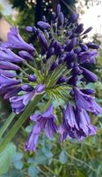 Agapanthus schwarz Samen ( RARITÄT) Bayern - Burgebrach Vorschau