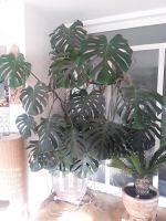 Monstera Deliciosa Fensterblatt Lochpflanze Baden-Württemberg - Pforzheim Vorschau