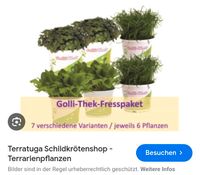 Futterpflanzen für Schildkröten Thüringen - Weimar Vorschau