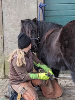 Hufpflege für Shettys, Esel und Mulis Nordrhein-Westfalen - Halver Vorschau