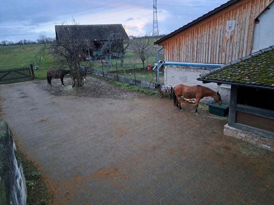 Offenstallplatz für Shetty/Pony Wallach bis 1,30 in Ehrenkirchen