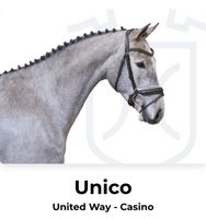 Holsteiner Wallach 4j von united way - casino Kreis Pinneberg - Pinneberg Vorschau