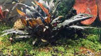 Cryptocoryne wendtii Red Bayern - Fürth Vorschau