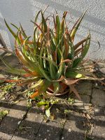 Aloe Vera Pflanzen im Tontopf Baden-Württemberg - Möglingen  Vorschau