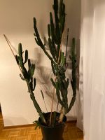 Wolfsmilch Euphorbia Kaktus 180cm Nordrhein-Westfalen - Krefeld Vorschau