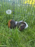 Meerschweinchen Böckchen Nordrhein-Westfalen - Witten Vorschau