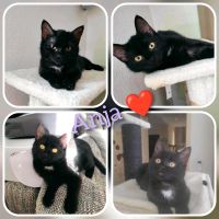 Kitten, Katze, Katzenbaby, kastriert, EKH ❤️ Anja ❤️ Brandenburg - Finsterwalde Vorschau