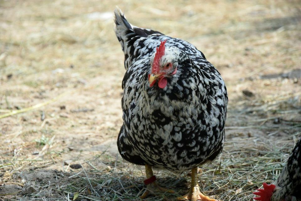 Orginal Schwedische Blumenhühner Bruteier in Grafschaft