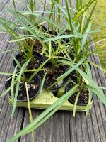 2 Töpfe 5€ (Talbughia violacea (Zimmer- o Zierknoblauch) Nordrhein-Westfalen - Rheurdt Vorschau