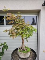 Bonsai, Zimtahorn , 24 Jahre Bayern - Langenzenn Vorschau