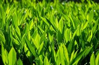 Kirschlorbeer Heckenpflanzen-frisch aus heimischer Produktion Niedersachsen - Edewecht Vorschau