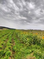 Sonnenblumen zum selber schneiden Rheinland-Pfalz - Arbach Vorschau