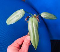 Philodendron bipennifolium Splach Jungpflanze Rheinland-Pfalz - Mainz Vorschau