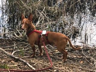 APPLE Podenco Maneto Rüde Tierschutz Hund in Plön 