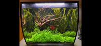 Aquarium Fluval Flex 57 l - Komplettsystem Münster (Westfalen) - Mauritz Vorschau