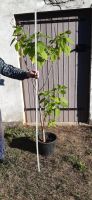 Trompetenbaum zu verkaufen Brandenburg - Neustadt (Dosse) Vorschau