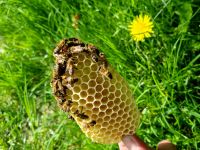 Wirtschaftsvolk Honigbienen auf Zanderrähmchen Münster (Westfalen) - Mauritz Vorschau