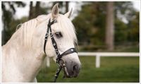 Barockzaum - Prunkzaum "Lusitano" weiches Leder Iberisch Nordrhein-Westfalen - Mönchengladbach Vorschau