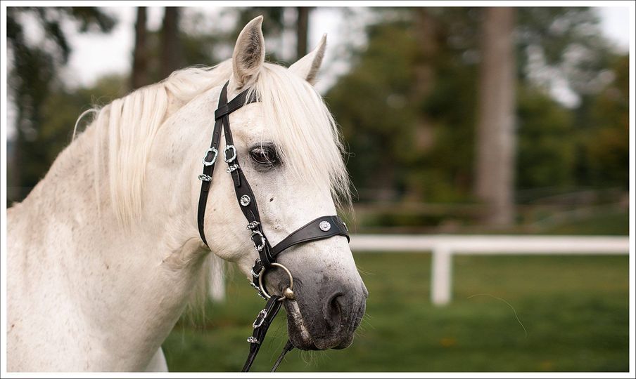 Barockzaum - Prunkzaum "Lusitano" weiches Leder Iberisch in Mönchengladbach