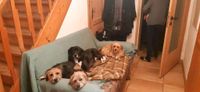 Liebevolle Hundebetreuung geboten Bayern - Wildsteig Vorschau