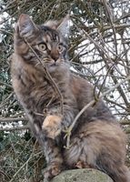 Geliebte Katze vermisst Bad Doberan - Landkreis - Tessin Vorschau