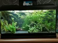 Aquarium 60l Sachsen-Anhalt - Staßfurt Vorschau