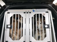 Hundebox für max 2 Hunde mit Trenngitter Hessen - Calden Vorschau
