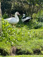 Enten, Warzenenten, Enteneier zum Brüten Bayern - Gefrees Vorschau