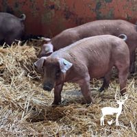 Duroc Schweinefleisch Aus Stroh- / Freilandhaltung Niedersachsen - Bassum Vorschau