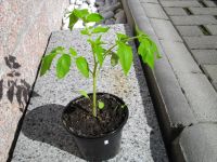 Tomatenpflanzen aus biologischem Anbau Sachsen - Ebersbach/Sachsen Vorschau