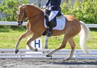 Vielseitige Haflingerstute M-Dressur ausgebildet Bayern - Inzell Vorschau