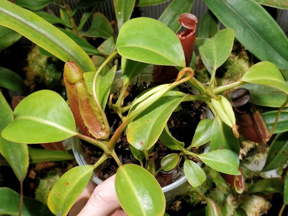 Nepenthes robcantleyi x lowii versch. Größen Karnivore in Ahrensburg