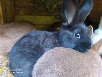Neuseeländer Kaninchen Jungtier geimpft schwarz reinrassig Häsin Nordrhein-Westfalen - Metelen Vorschau