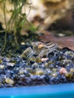 Zwergflusskrebs fürs Aquarium Nordrhein-Westfalen - Mönchengladbach Vorschau